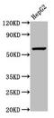Wnt Ligand Secretion Mediator antibody, LS-C672285, Lifespan Biosciences, Western Blot image 