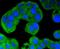 Bmk1 antibody, NBP2-67802, Novus Biologicals, Immunofluorescence image 