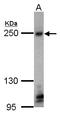 Tight Junction Protein 1 antibody, TA308472, Origene, Western Blot image 