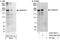 Calmodulin Regulated Spectrin Associated Protein 1 antibody, A302-259A, Bethyl Labs, Immunoprecipitation image 