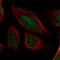 BAF Chromatin Remodeling Complex Subunit BCL11A antibody, HPA029003, Atlas Antibodies, Immunofluorescence image 