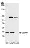 CLDN7 antibody, A305-892A-M, Bethyl Labs, Western Blot image 