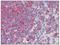 CD34 antibody, AM08428PU-N, Origene, Immunohistochemistry paraffin image 