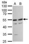 TATA-Box Binding Protein Associated Factor 7 antibody, GTX105174, GeneTex, Western Blot image 