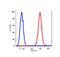 Thy-1 Cell Surface Antigen antibody, FC01818-APC, Boster Biological Technology, Flow Cytometry image 