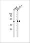 ECSIT Signalling Integrator antibody, A07966-1, Boster Biological Technology, Western Blot image 