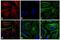 Mouse IgG antibody, A10037, Invitrogen Antibodies, Immunofluorescence image 