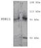 Dual 3 ,5 -cyclic-AMP and -GMP phosphodiesterase 11A antibody, PA1-31146, Invitrogen Antibodies, Western Blot image 
