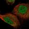 Storkhead Box 1 antibody, HPA037844, Atlas Antibodies, Immunofluorescence image 