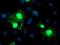 Chromosome 1 Open Reading Frame 50 antibody, NBP2-00778, Novus Biologicals, Immunocytochemistry image 