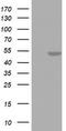 MF1 antibody, TA802762BM, Origene, Western Blot image 