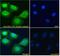Low Density Lipoprotein Receptor Adaptor Protein 1 antibody, 45-082, ProSci, Western Blot image 