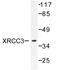 DNA repair protein XRCC3 antibody, LS-C176372, Lifespan Biosciences, Western Blot image 