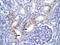 Fas Associated Via Death Domain antibody, 31-008, ProSci, Western Blot image 