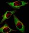 Histone Deacetylase 9 antibody, orb214926, Biorbyt, Immunofluorescence image 