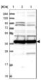 Mitochondrial Ribosomal Protein S28 antibody, NBP1-82786, Novus Biologicals, Western Blot image 