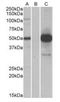 COP9 Signalosome Subunit 3 antibody, orb22517, Biorbyt, Western Blot image 