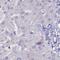 Chloride Nucleotide-Sensitive Channel 1A antibody, HPA031707, Atlas Antibodies, Immunohistochemistry frozen image 