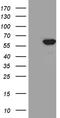 Thioredoxin Reductase 1 antibody, TA811365S, Origene, Western Blot image 