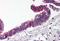 RPA-interacting protein antibody, orb86742, Biorbyt, Immunohistochemistry paraffin image 