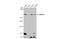 AT-Rich Interaction Domain 1A antibody, GTX129433, GeneTex, Western Blot image 