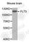 Fms Related Tyrosine Kinase 3 antibody, A0081, ABclonal Technology, Western Blot image 