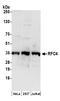 Replication factor C subunit 4 antibody, A300-144A, Bethyl Labs, Western Blot image 