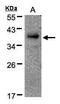RAD51-associated protein 1 antibody, PA5-21765, Invitrogen Antibodies, Western Blot image 