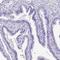 Spermatid nuclear transition protein 1 antibody, HPA044387, Atlas Antibodies, Immunohistochemistry paraffin image 