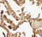 Vitamin K Epoxide Reductase Complex Subunit 1 antibody, A01059, Boster Biological Technology, Immunohistochemistry frozen image 
