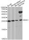 BCL2 Antagonist/Killer 1 antibody, A0204, ABclonal Technology, Western Blot image 