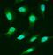 Ubiquitin Specific Peptidase 25 antibody, A06182-1, Boster Biological Technology, Immunofluorescence image 