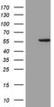 Aldehyde Dehydrogenase 3 Family Member B1 antibody, TA811463S, Origene, Western Blot image 
