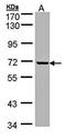 Nucleoporin GLE1 antibody, orb69719, Biorbyt, Western Blot image 