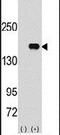Pumilio homolog 1 antibody, PA5-14512, Invitrogen Antibodies, Western Blot image 