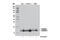 Microtubule Associated Protein 1 Light Chain 3 Beta antibody, 12741T, Cell Signaling Technology, Western Blot image 