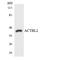 Actin Beta Like 2 antibody, LS-C200081, Lifespan Biosciences, Western Blot image 