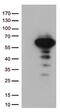 Lymphoid Enhancer Binding Factor 1 antibody, CF812988, Origene, Western Blot image 
