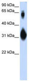 Protein SOX-15 antibody, TA344552, Origene, Western Blot image 