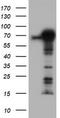 Tripartite Motif Containing 9 antibody, TA800044AM, Origene, Western Blot image 
