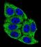 Inactive phospholipase D5 antibody, LS-C163784, Lifespan Biosciences, Immunofluorescence image 