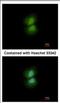 Cilia And Flagella Associated Protein 410 antibody, NBP2-21571, Novus Biologicals, Immunocytochemistry image 