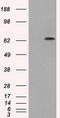 Guanylate Binding Protein 2 antibody, LS-C114753, Lifespan Biosciences, Western Blot image 