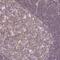 FAM228B antibody, NBP2-49051, Novus Biologicals, Immunohistochemistry paraffin image 