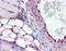 Caveolae Associated Protein 1 antibody, PA5-68780, Invitrogen Antibodies, Immunohistochemistry frozen image 