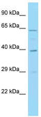 IRF1 antibody, TA335847, Origene, Western Blot image 