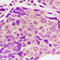 SH2 Domain Containing 4A antibody, GTX56237, GeneTex, Immunohistochemistry paraffin image 