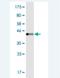 Rap Guanine Nucleotide Exchange Factor 6 antibody, H00051735-M02, Novus Biologicals, Western Blot image 