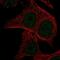 Musculin antibody, NBP2-56244, Novus Biologicals, Immunofluorescence image 
