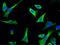 Nuclear migration protein nudC antibody, GTX02212, GeneTex, Immunocytochemistry image 